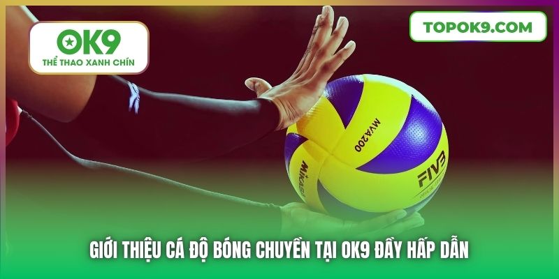 Giới thiệu cá độ bóng chuyền tại OK9 đầy hấp dẫn